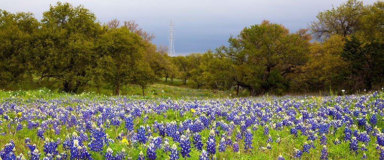 Field of bluebonnets near Fredericksburg, TX